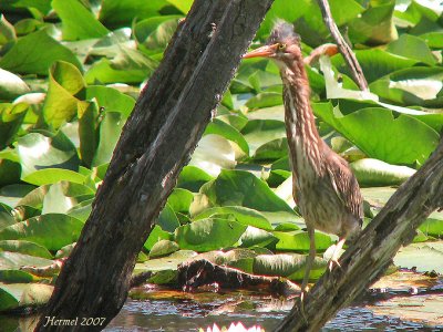 Héron vert immature - Juvenile Green Heron
