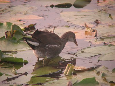 Gallinule poule d'eau immature - 2007 - Juvenile Common Moorhen