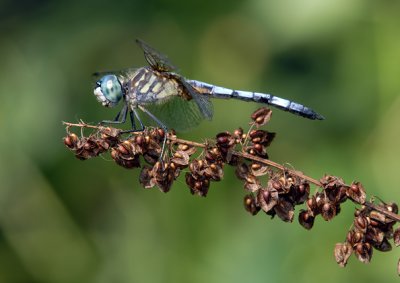 Dragonfly 3.jpg