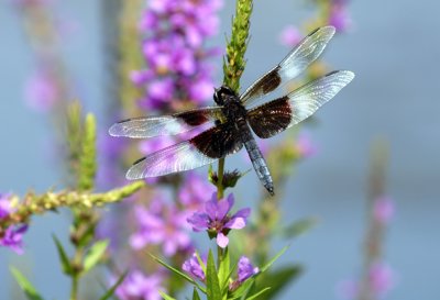 Dragonfly 4 .jpg