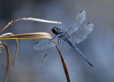 Dragonfly 5.jpg