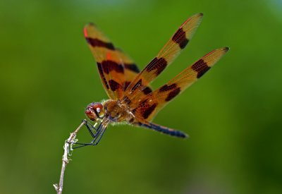 Dragonfly 6 .jpg
