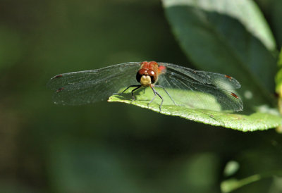 Dragonfly 9 .jpg