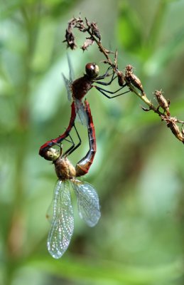 Dragonfly 10 .jpg