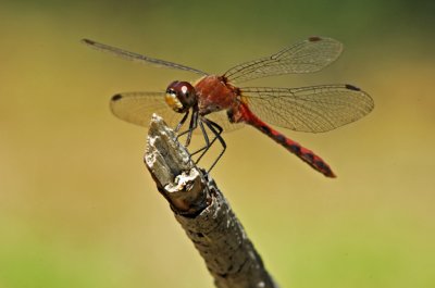 Dragonfly11 .jpg