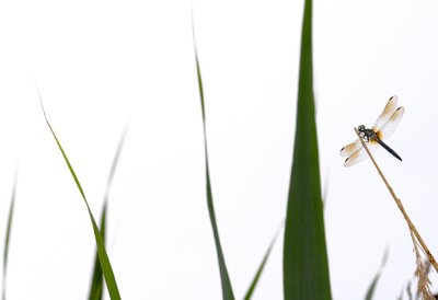 Dragonfly 12 .jpg