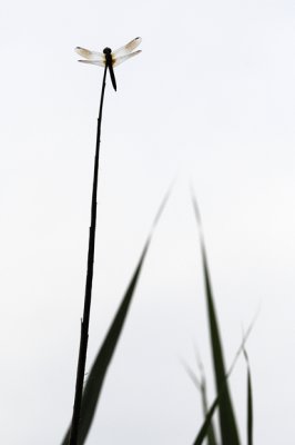 Dragonfly 13 .jpg