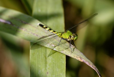 Dragonfly 15 .jpg