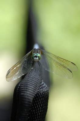 Dragonfly 16 .jpg