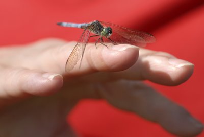 Dragonfly 17 .jpg