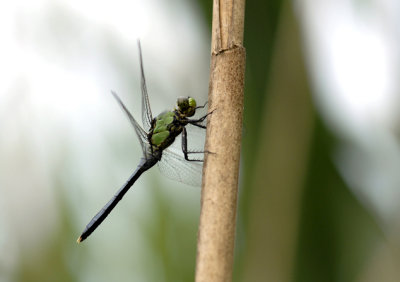 Dragonfly 18 .jpg