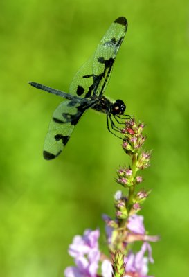 Dragonfly 19 .jpg