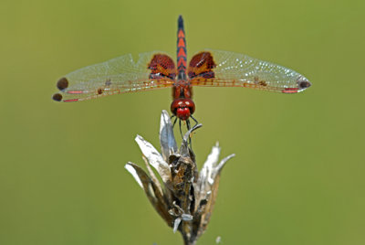 Dragonflies