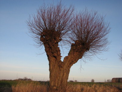 Willow tree