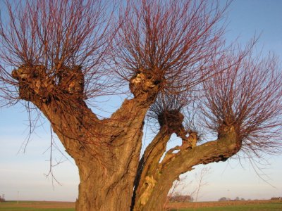 Willow tree