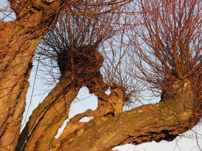 Willow tree