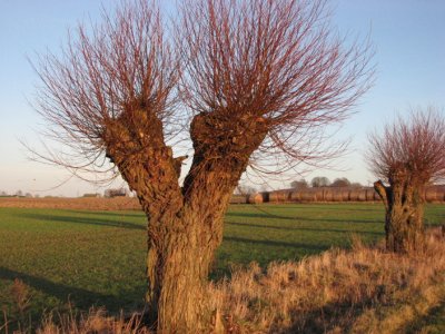 Willow tree