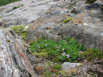 Fjllvedel; Astragalus alpinus