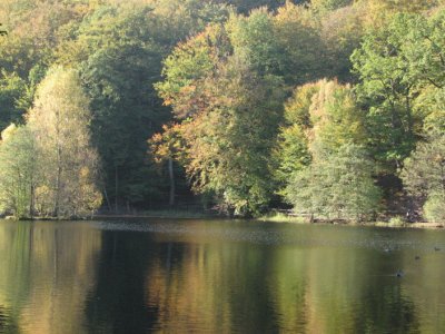 The pond III