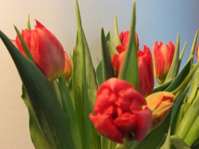 Fresh tuplips III