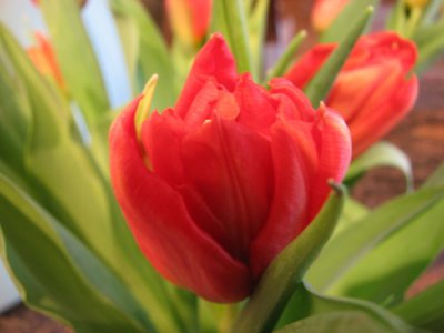 Tulips close up I