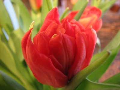 Tulips close up II