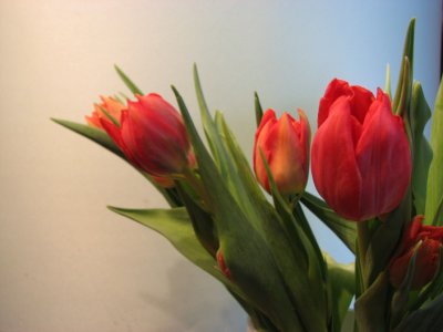 Fresh tuplips II