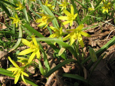 Vrlk, Yellow Star-of-Bethlehem; Gagea lutea
