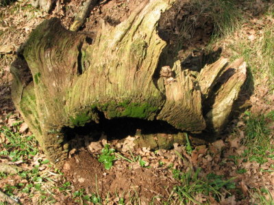 An Old Oak stump