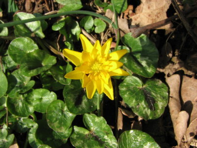 Svalrt, Lesser Celandine, Ranunculus ficaria