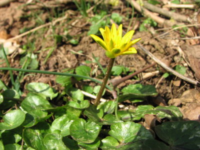 Svalrt, Lesser Celandine, Ranunculus ficaria