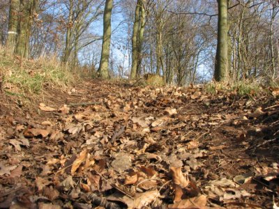 A trail uphill