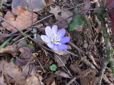 Blsippa, Liverleaf, Hepatica nobilis, syn Anemone Hepatica