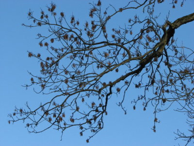 Ask frstllning, Seeds of Ash, Fraxinus excelsior