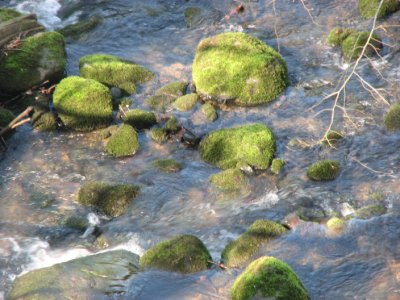 River detail