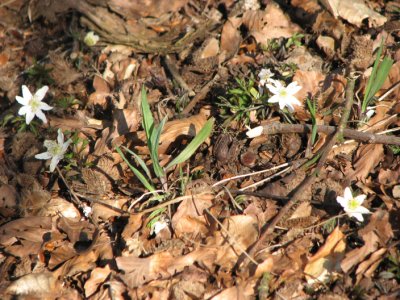 Early Wood Anemone, Vitsippa, Anemone Nemorosa