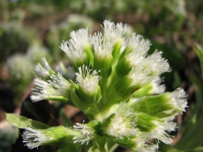 White butterbur,Vitskrp, Petasites albus