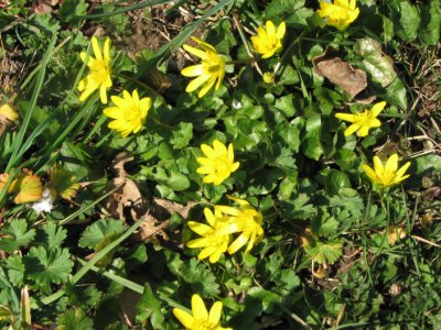 Lesser Celandine, Svalrt, Ranunculus ficaria