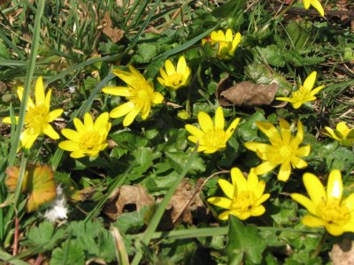 Lesser Celandine, Svalrt, Ranunculus ficaria