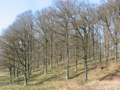 The oak is not green at all