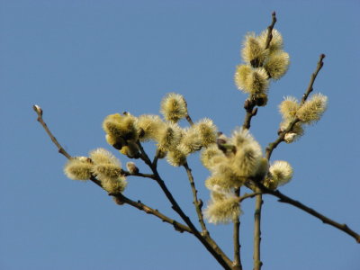 Goat Willow, Slg, Salix caprea