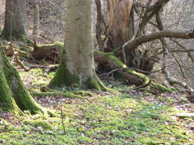 Jungle,  Swedish version