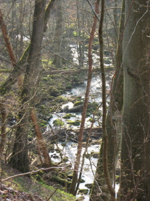 Jungle,  Swedish version