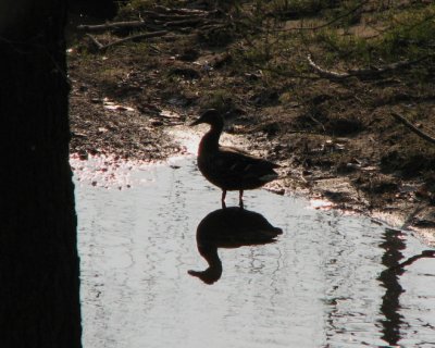 Mallard, Gräsand, Anas platyrhyncha