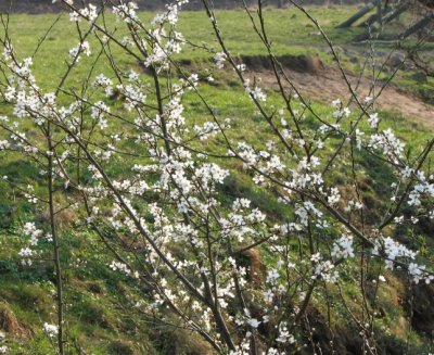 Dwarf Cherry, Surkörsbär, Prunus cerasus