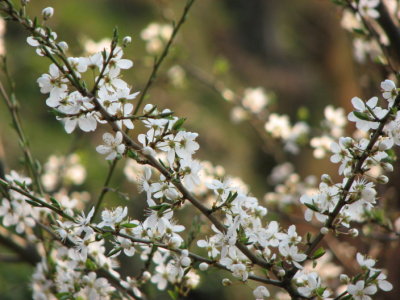 Dwarf Cherry, Surkörsbär, Prunus cerasus