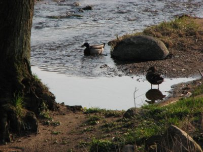 Mallard, Gräsand, Anas platyrhyncha