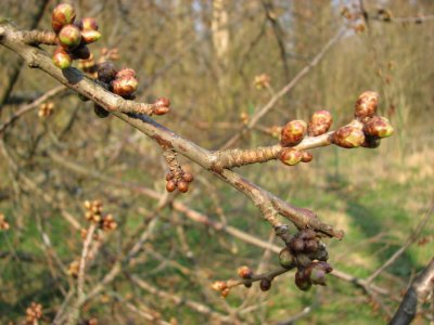Wild Cherry, Fgelbr, Prunus avium