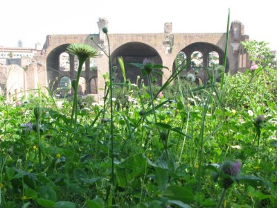 Basilica di Massenzio e Constantino