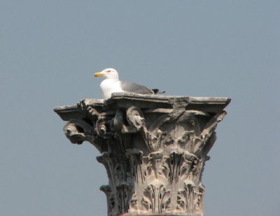 Sea gull on column II